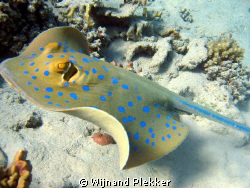 Blue spotted ray close up by Wijnand Plekker 